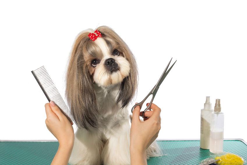 como cortar el pelo a un perro en casa 7476 orig